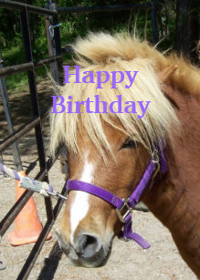 Cartes Poney D Anniversaire Zazzle Be Cartes Poney D Anniversaire Zazzle Be