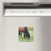 Poney de baie, Cheval, Aimant à pâturage (In Situ (Lave-vaisselle))