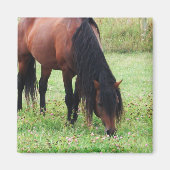 Poney de baie, Cheval, Aimant à pâturage (Devant)