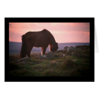 Poney de Dartmoor au coucher du soleil