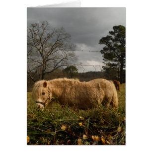 Poney miniature blond / Cheval