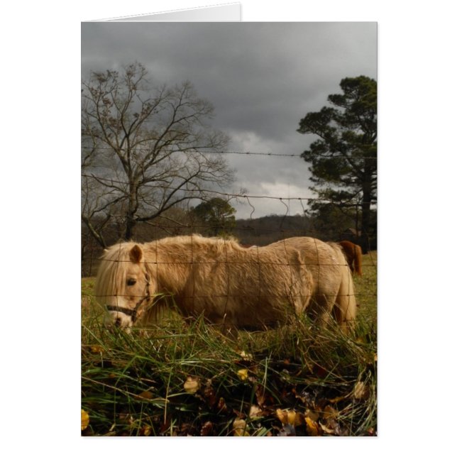 Poney miniature blond / Cheval (Devant)