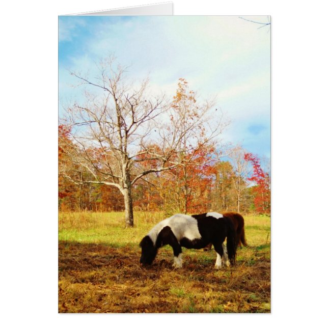 Poney miniature noir et blanc / Cheval (Devant)