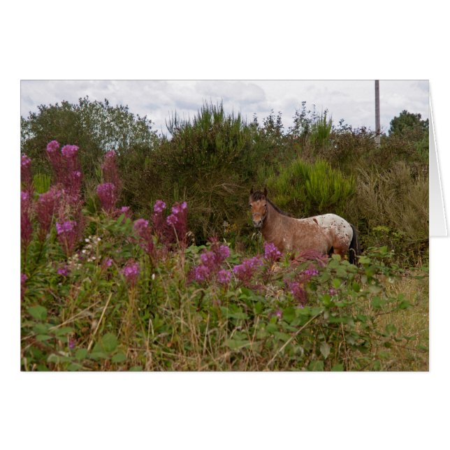 poney tacheté (Devant horizontal)