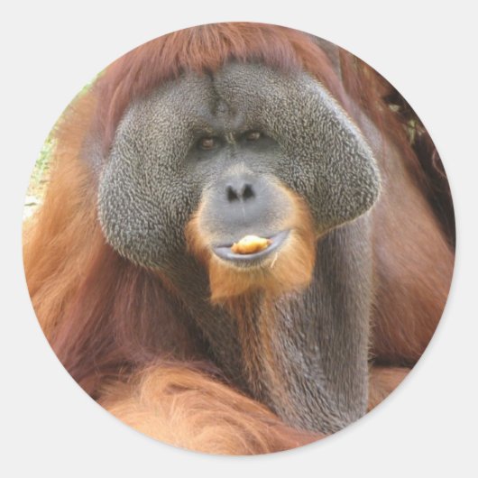 Pongo Orangutan Ape Sticker (Voorkant)