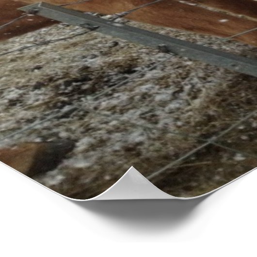 Ponies islandaises, chevaux islandais en affiche d (Coin)