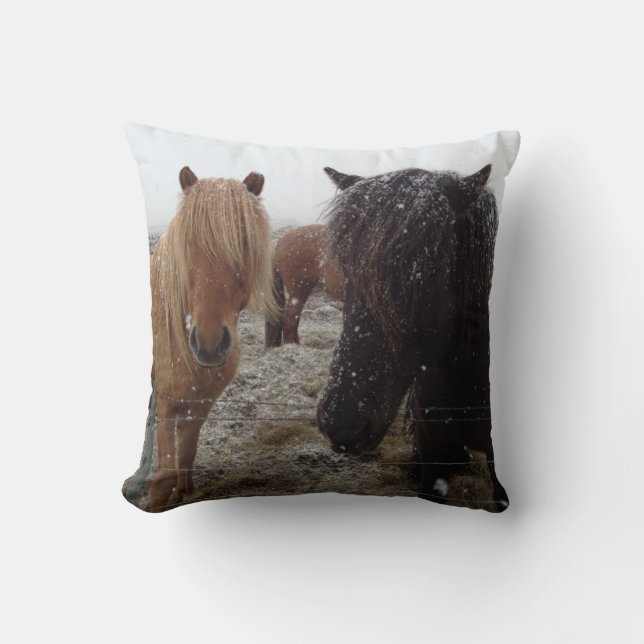 Ponies islandaises, chevaux islandais en coussin d (Recto)