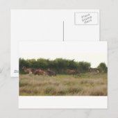 ponies.jpg briefkaart (Voorkant / Achterkant)