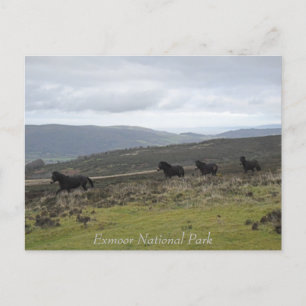 Ponies op Exmoor National Park, Engeland Briefkaart