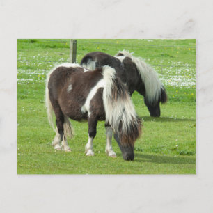 Ponies van raszuivere Shetland Paint Briefkaart