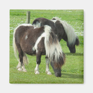 Ponies van raszuivere Shetland Paint Magneet