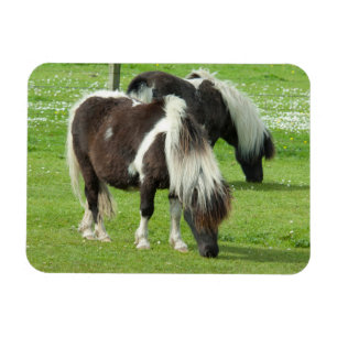 Ponies van raszuivere Shetland Paint Magneet