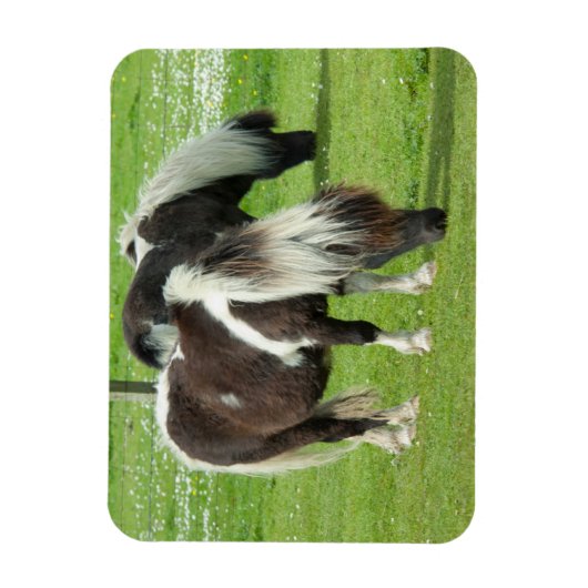 Ponies van raszuivere Shetland Paint Magneet (Verticaal)