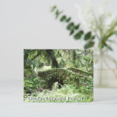 Pont à Ocala Forêt nationale Floride carte postale (Debout devant)