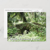 Pont à Ocala Forêt nationale Floride carte postale (Devant / Derrière)