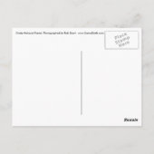 Pont à Ocala Forêt nationale Floride carte postale (Dos)