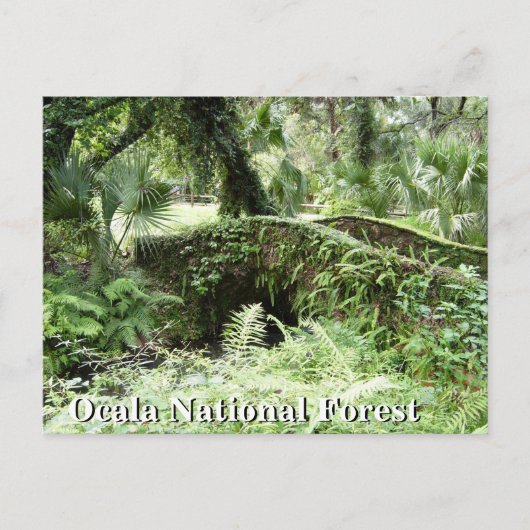 Pont à Ocala Forêt nationale Floride carte postale (Devant)