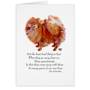 Pont de Poméranian Rainbow