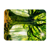 Ponthus' Beech Magneet (Horizontaal)
