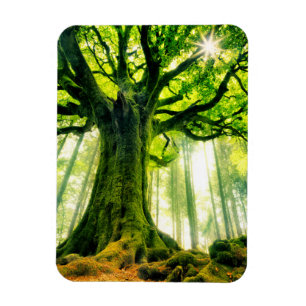Ponthus' Beech Magneet