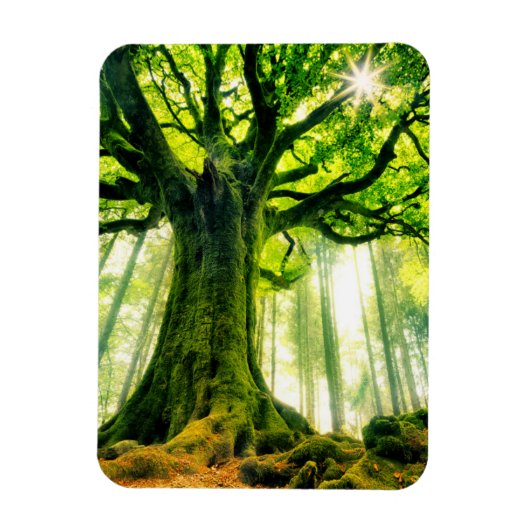 Ponthus' Beech Magneet (Verticaal)