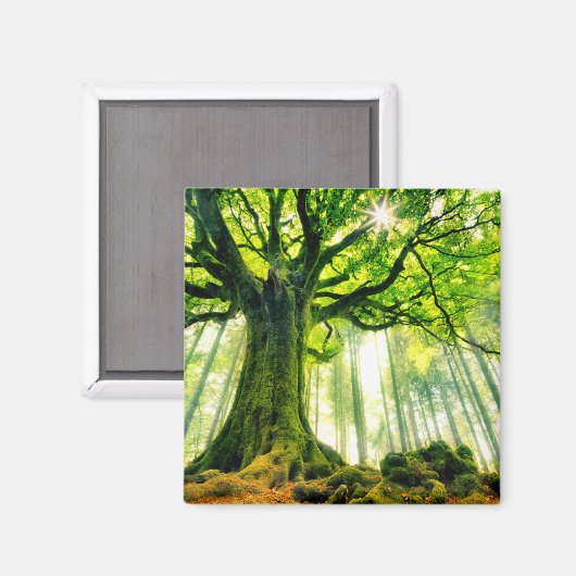 Ponthus' Beech Magneet (Voorkant / Achterkant)