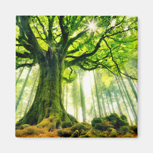 Ponthus' Beech Magneet