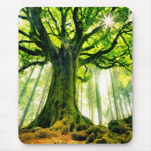 Ponthus' Beech Muismat (Voorkant)