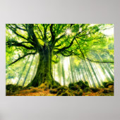 Ponthus' Beech Poster (Voorkant)