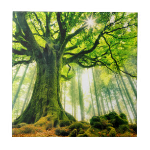 Ponthus' Beech Tegeltje