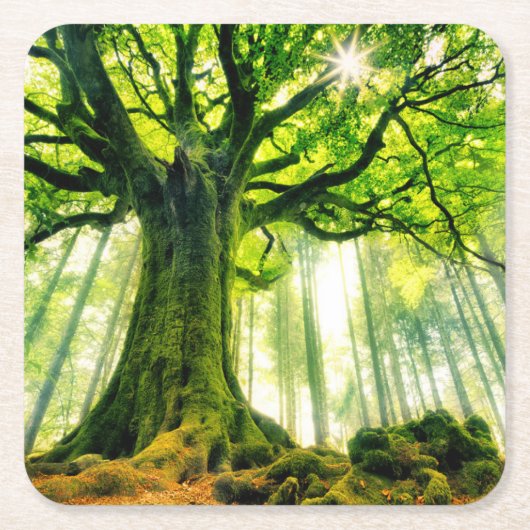 Ponthus' Beech Vierkante Kartonnen Onderzetter (Voorkant)