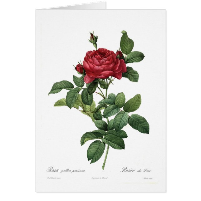 Pontiana de gallica de Rosa (Devant)