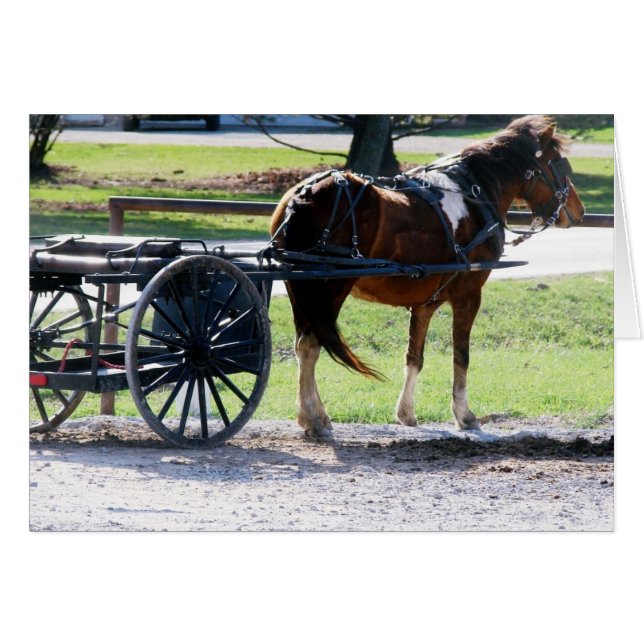 Pony (Voorkant Horizontaal)