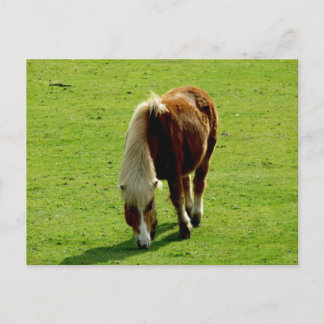 Pony begrazing in het veld briefkaart