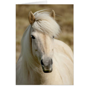 Pony blanc