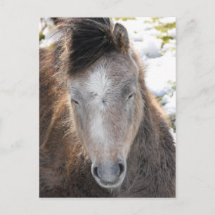 Pony Briefkaart