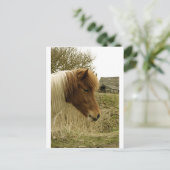 pony briefkaart (Staand voorkant)