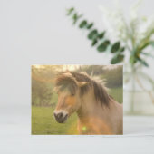 Pony Briefkaart (Staand voorkant)