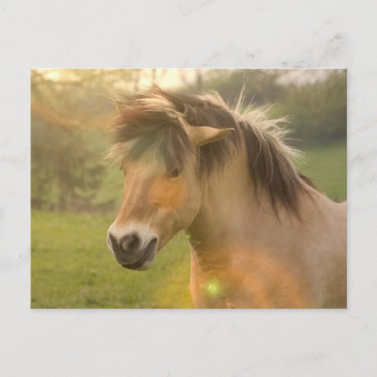 Pony Briefkaart (Voorkant)