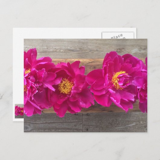 pony-briefkaart briefkaart (Voorkant / Achterkant)