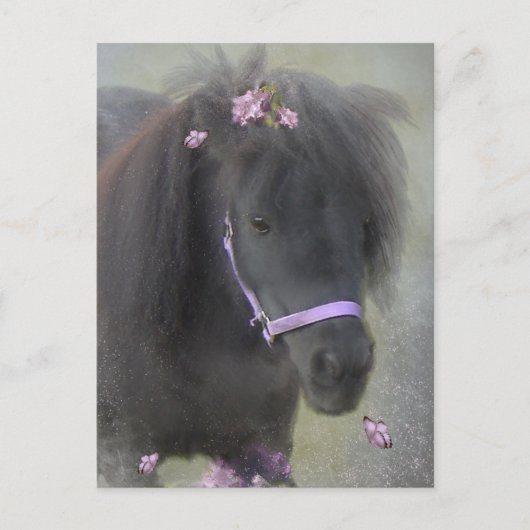 Pony - Carte postale (Devant)