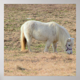 Pony Foto Poster