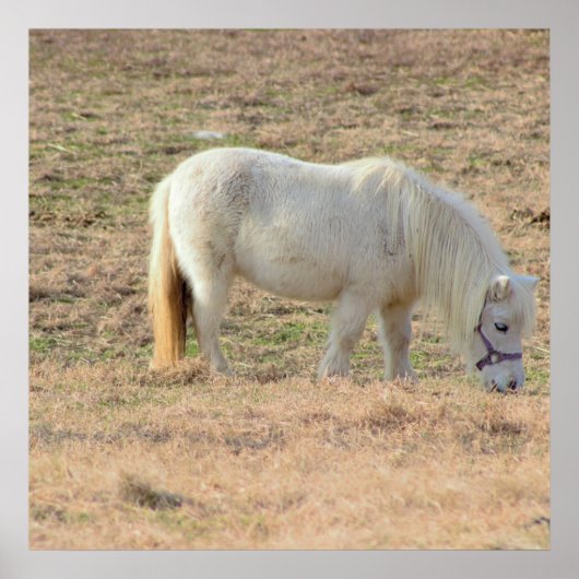 Pony Foto Poster (Voorkant)