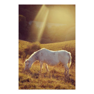 Pony Grazing Foto Afdruk