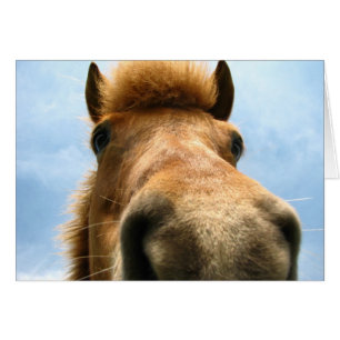 Pony Head Islande