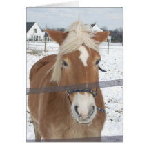 Pony in de winter
