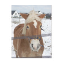 Pony in de winter