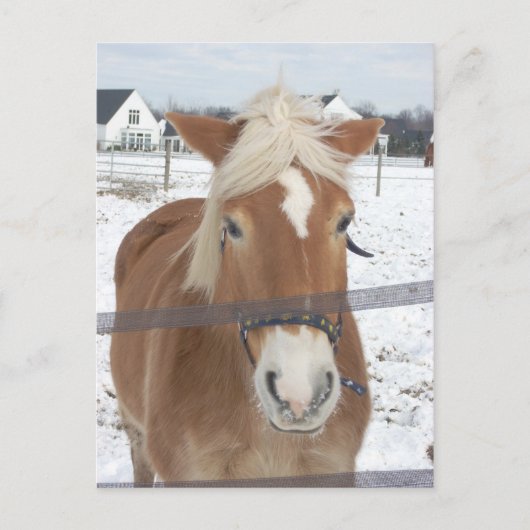 Pony in de winter briefkaart (Voorkant)