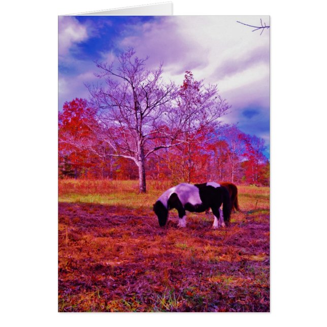 PONY IN EEN RAINBOW gekleurd veld (Voorkant)