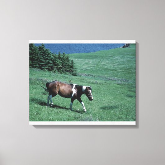 Pony in weide canvas afdruk (Voorkant)
